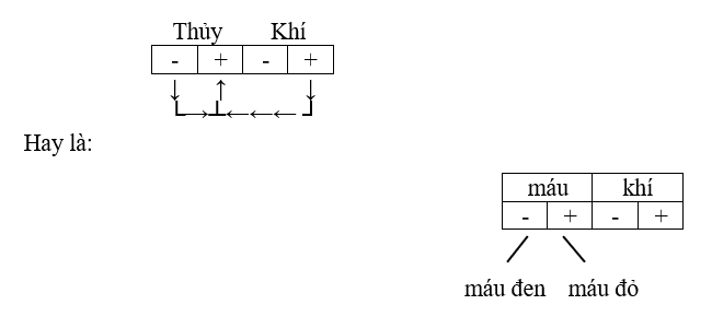 Khí hòa nhập vào Thủy Âm (máu đen) tạo thành Thủy Dương (máu đỏ)