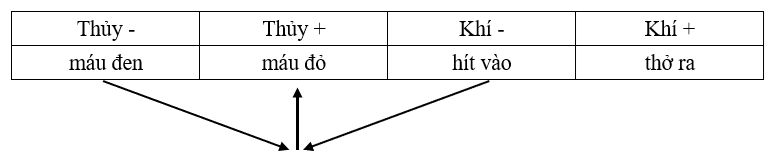 Khí hít vào (Khí Âm) hòa hợp với máu đen thành máu đỏ