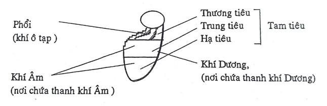 Những nơi chứa khí ở thân người